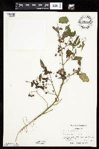 Solanum nigrum image