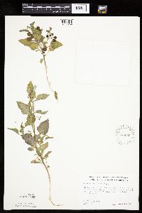 Solanum nigrum image