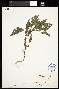 Solanum nigrum image