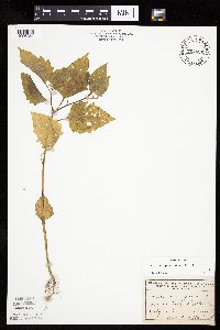 Solanum nigrum image