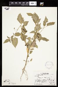 Solanum nigrum image