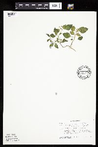 Solanum nigrum image