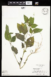 Solanum nigrum image