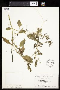 Solanum nigrum image