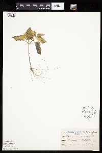 Solanum nigrum image