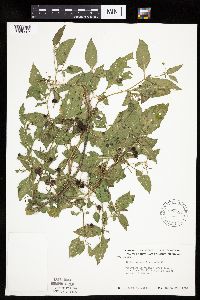 Solanum nigrum image