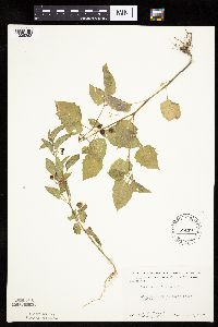 Solanum nigrum image