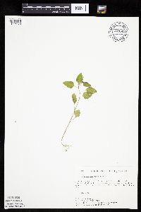 Solanum nigrum image