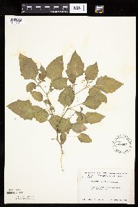 Solanum nigrum image