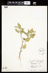 Solanum nigrum image