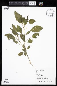 Solanum nigrum image