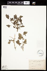 Solanum nigrum image