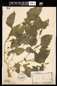 Solanum nigrum image