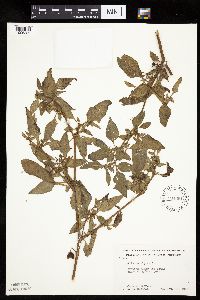 Solanum nigrum image