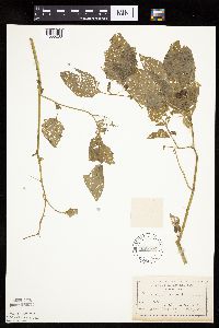 Solanum nigrum image