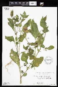 Solanum nigrum image