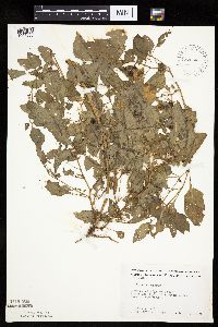 Solanum nigrum image