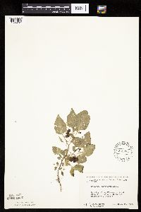 Solanum nigrum image