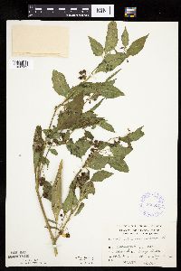 Solanum nigrum image