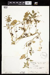 Solanum nigrum image