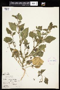 Solanum nigrum image