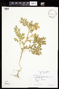 Solanum rostratum image
