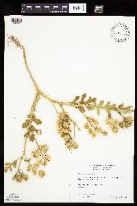 Solanum rostratum image