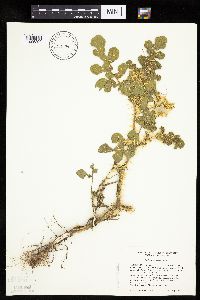 Solanum rostratum image