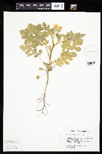 Solanum rostratum image