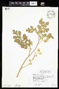 Solanum rostratum image