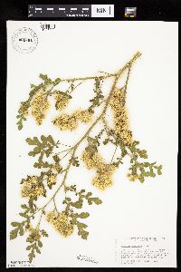 Solanum rostratum image