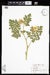 Solanum rostratum image