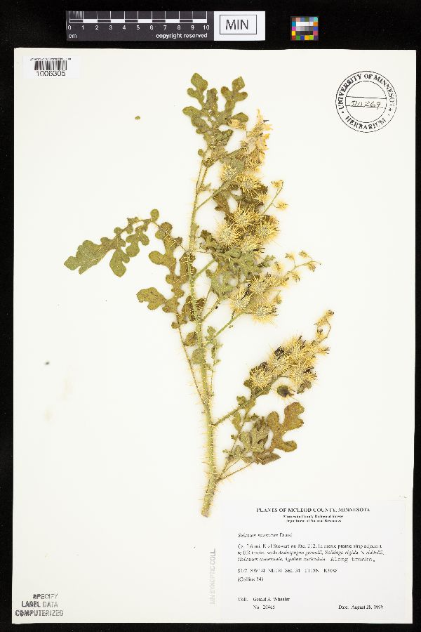 Solanum rostratum image