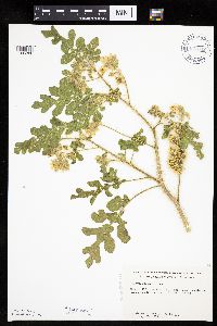 Solanum rostratum image