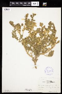 Solanum rostratum image