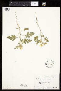 Solanum rostratum image
