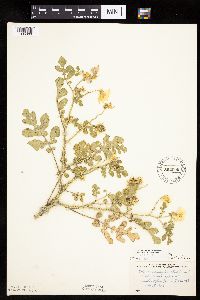 Solanum rostratum image
