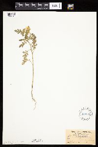 Solanum rostratum image