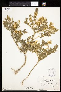 Solanum rostratum image