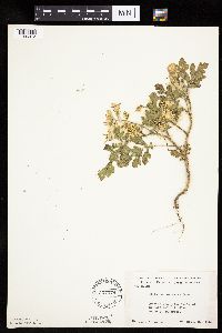 Solanum rostratum image