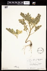 Solanum rostratum image