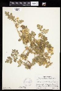 Solanum rostratum image