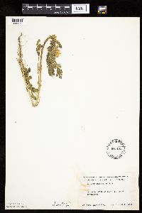 Solanum rostratum image