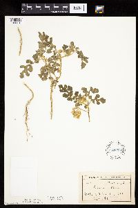 Solanum rostratum image