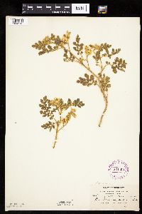 Solanum rostratum image