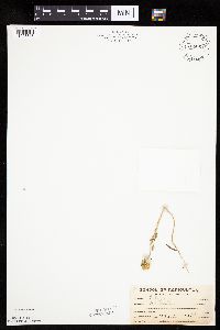 Solanum rostratum image