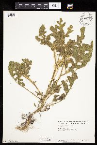 Solanum rostratum image