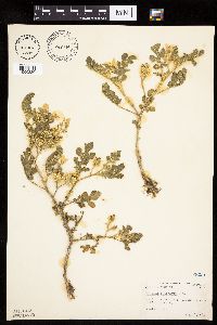 Solanum rostratum image