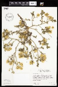 Solanum rostratum image