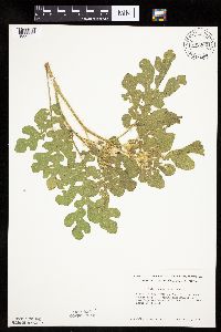 Solanum rostratum image